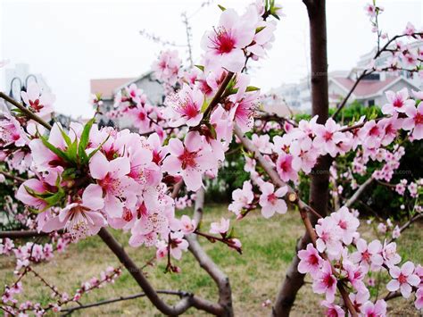 桃樹葉|桃花 